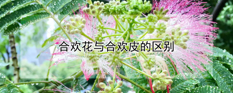 合歡花與合歡皮的區別