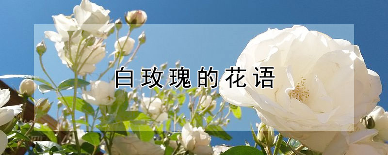 白玫瑰的花語