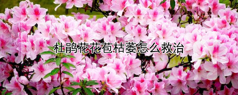 杜鵑花花苞枯萎怎麼救治