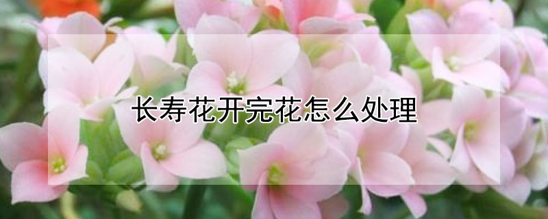 長壽花開完花怎麼處理