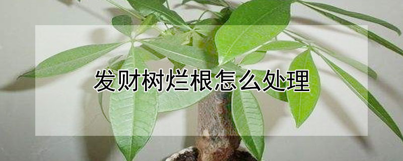 發財樹爛根怎麼處理