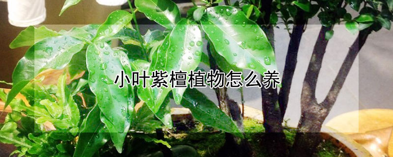 小葉紫檀植物怎麼養