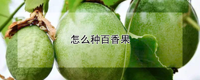 怎麼種百香果