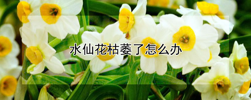 水仙花枯萎了怎麼辦