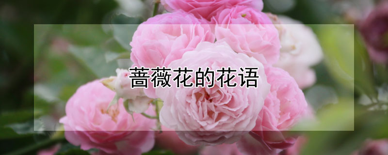 薔薇花的花語