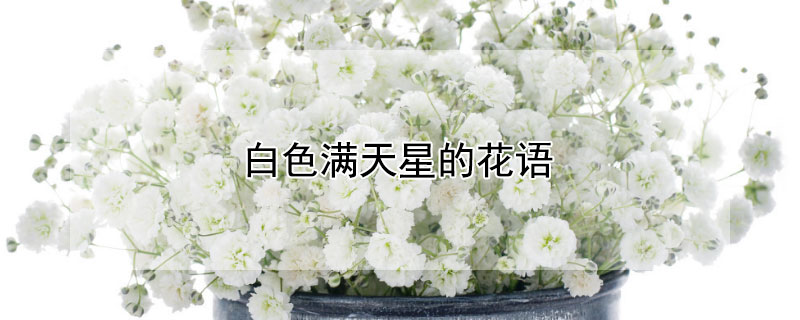 白色滿天星的花語