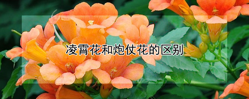 淩霄花和炮仗花的區別