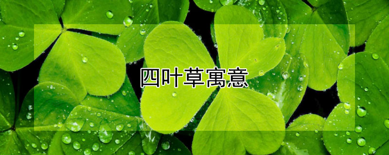 四葉草寓意