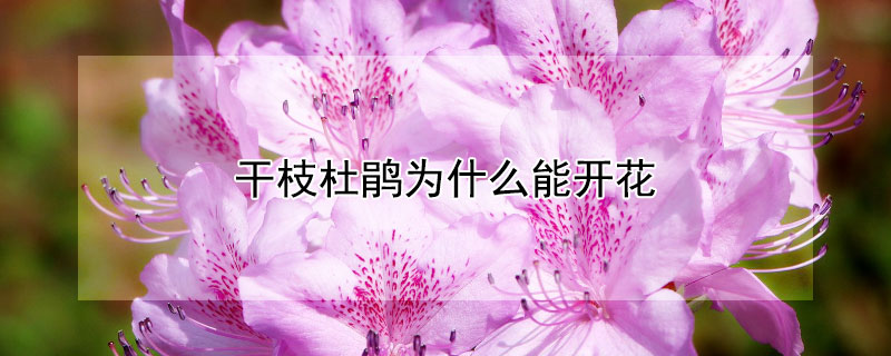 幹枝杜鵑為什麼能開花