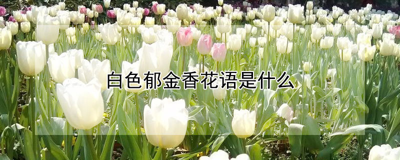 白色鬱金香花語是什麼