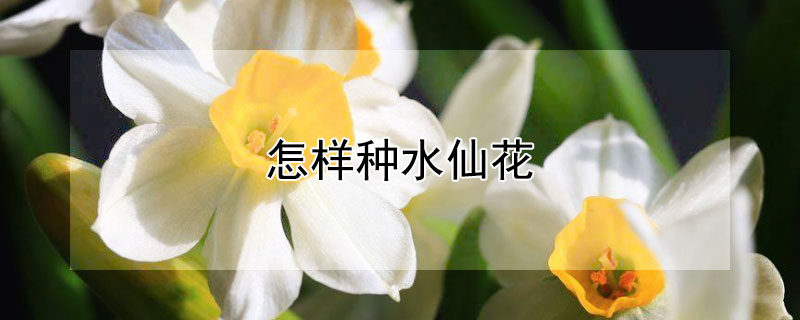 怎樣種水仙花