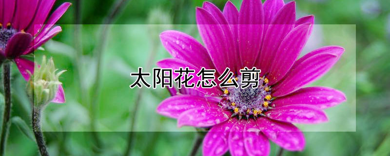 太陽花怎麼剪