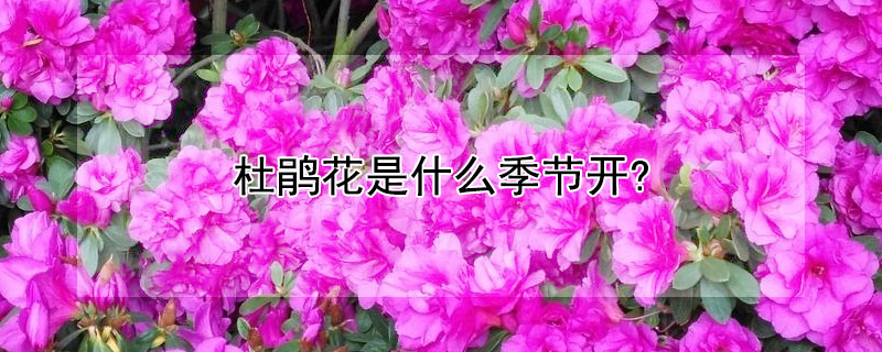 杜鵑花是什麼季節開?