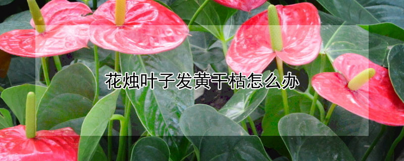 花燭葉子發黃幹枯怎麼辦