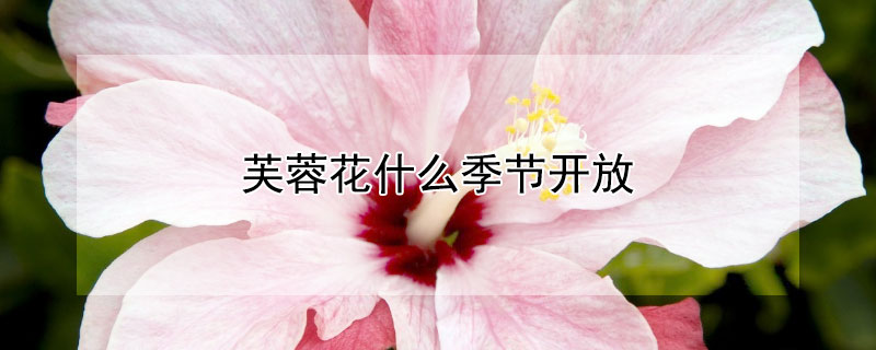 芙蓉花什麼季節開放