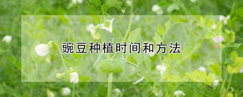 豌豆種植時間和方法