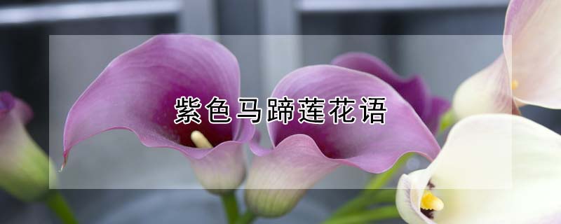 紫色馬蹄蓮花語