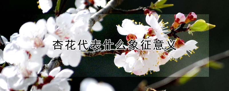 杏花代表什麼象征意義