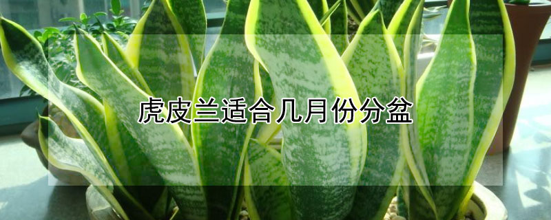 虎皮蘭適合幾月份分盆