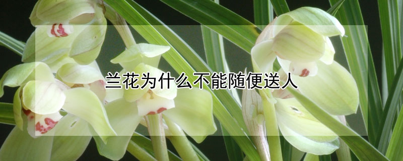 蘭花為什麼不能隨便送人