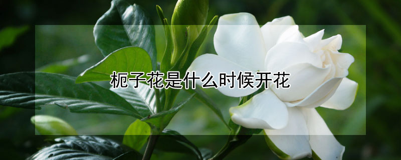 枙子花是什麼時候開花