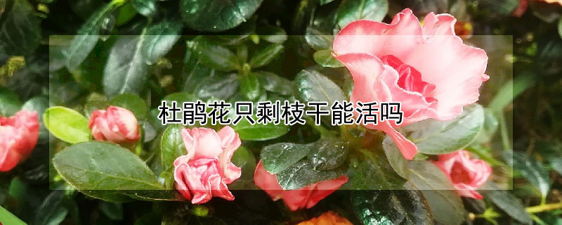 杜鵑花隻剩枝幹能活嗎