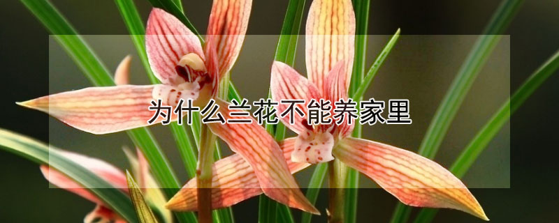 為什麼蘭花不能養家裏