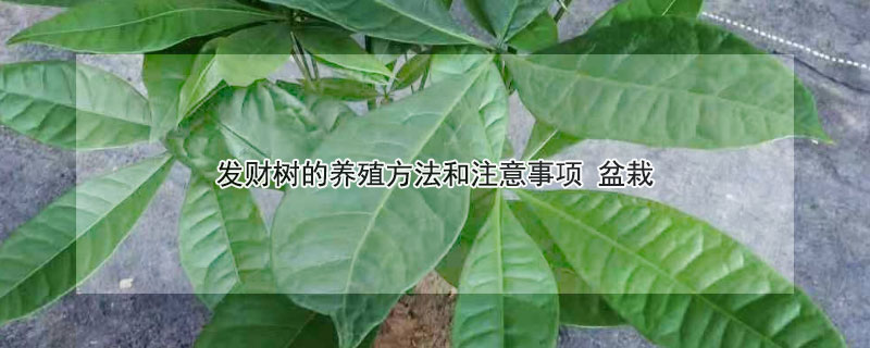 發財樹的養殖方法和注意事項 盆栽