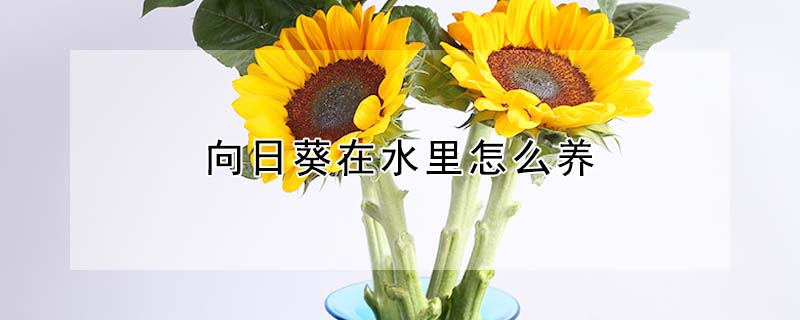 向日葵在水裏怎麼養