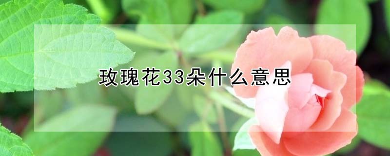 玫瑰花33朵什麼意思