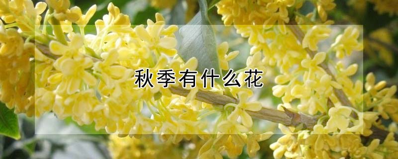 秋季有什麼花