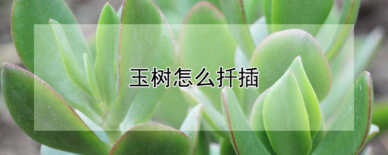 玉樹怎麼扡插