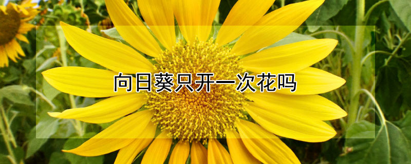 向日葵隻開一次花嗎