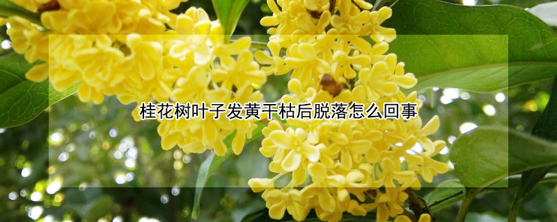 桂花樹葉子發黃幹枯後脫落怎麼回事