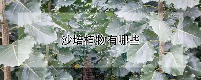 沙培植物有哪些