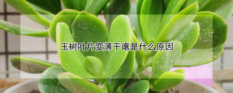 玉樹葉片變薄幹癟是什麼原因