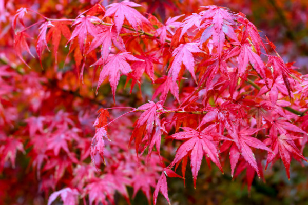 紅楓的養殖方法和注意事項