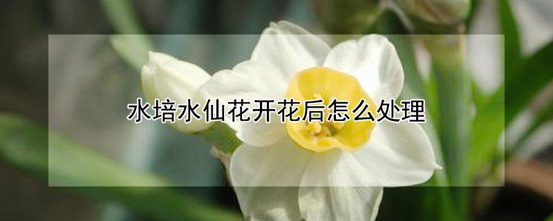 水培水仙花開花後怎麼處理