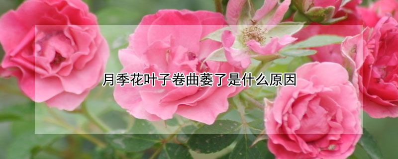 月季花葉子卷曲萎了是什麼原因