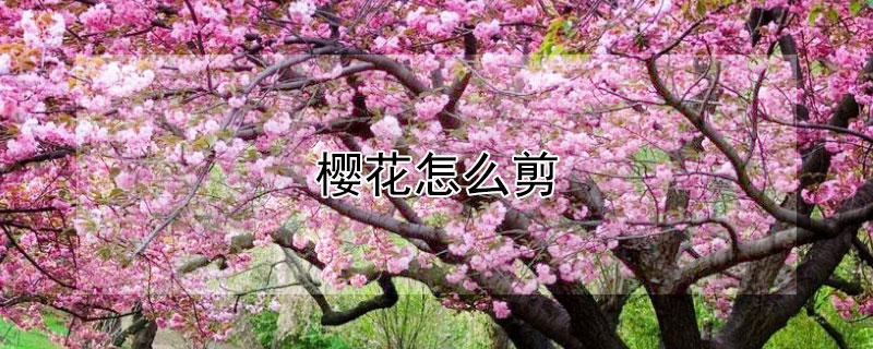 櫻花怎麼剪