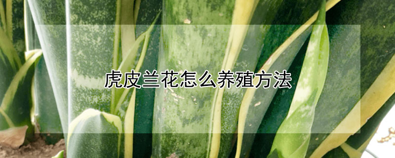 虎皮蘭花怎麼養殖方法