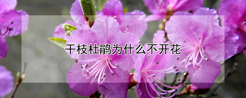 幹枝杜鵑為什麼不開花