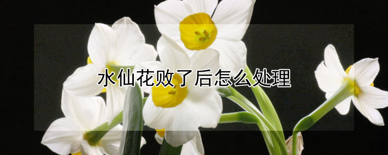 水仙花敗了後怎麼處理