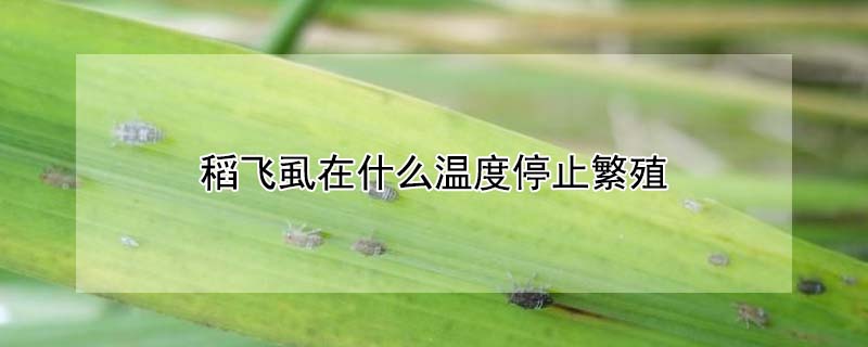 稻飛虱在什麼溫度停止繁殖