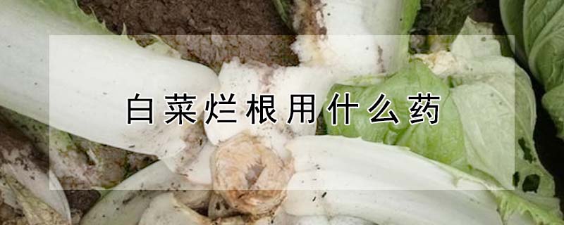 白菜爛根用什麼藥