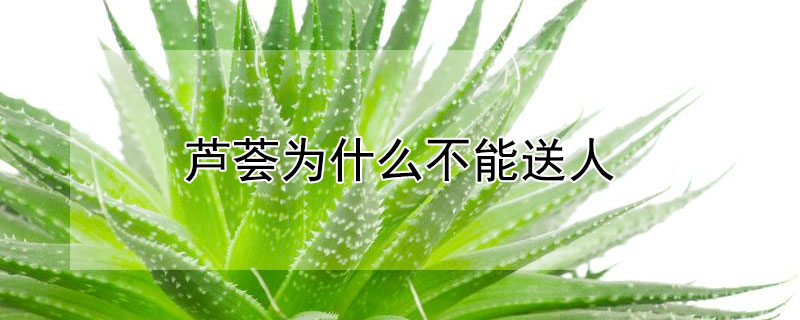 蘆薈為什麼不能送人