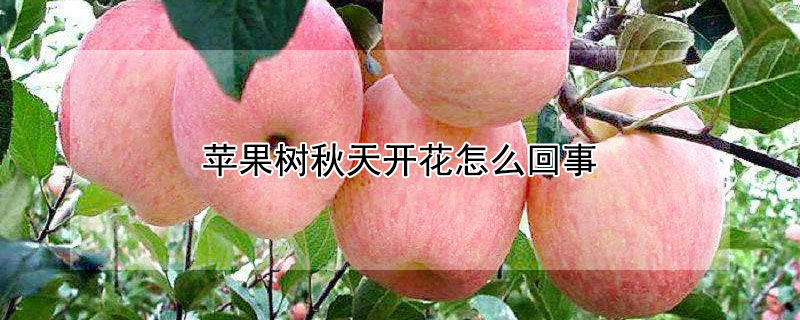 蘋果樹秋天開花怎麼回事