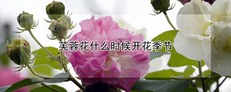 芙蓉花什麼時候開花季節