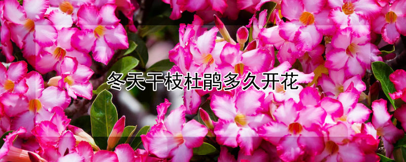 冬天幹枝杜鵑多久開花