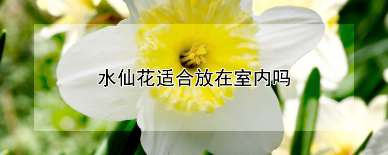 水仙花適合放在室內嗎